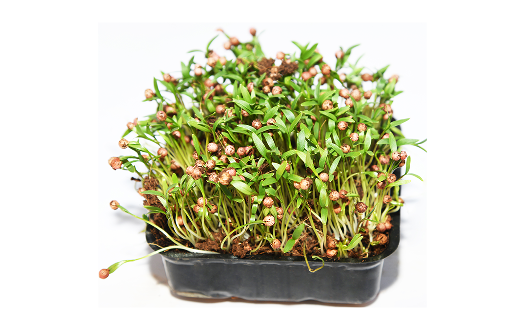 Simply Fresh Coriander-MH    Box  1 pcs